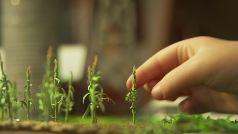 Pride Seeds - Big Dreams